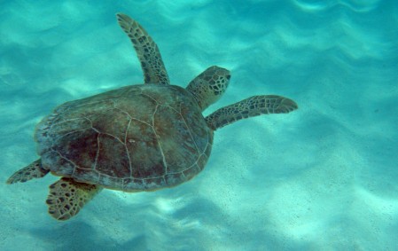 Anegada 2011