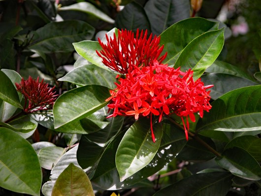 Botanic Garden, Tortola