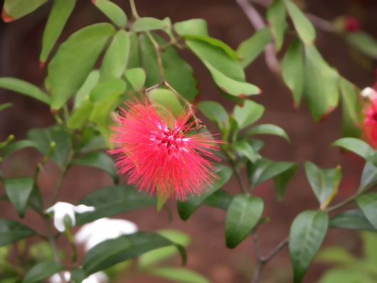 Botanic Garden, Tortola