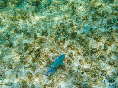 Jack Bay Point, Anegada.