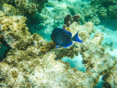 Jack Bay Point, Anegada.