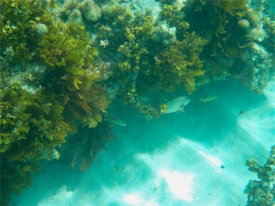Jack Bay Point, Anegada.