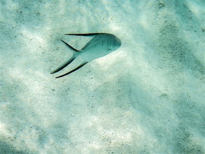 Jack Bay Point, Anegada.