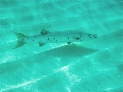 "Harry" the Great Barracuda (Sphyraena barracuda) Jack Bay, Anegada