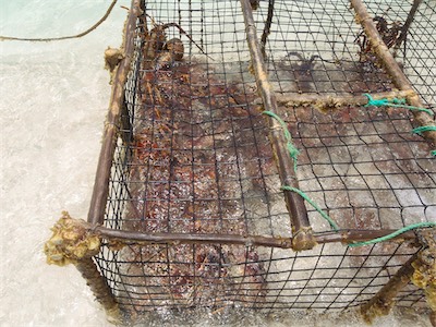 Spiny Lobster, Jack Bay Point, Loblolly Bay, Anegada