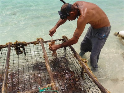Spiny Lobster, Jack Bay Point, Loblolly Bay, Anegada