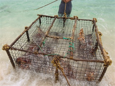 Spiny Lobster, Jack Bay Point, Loblolly Bay, Anegada