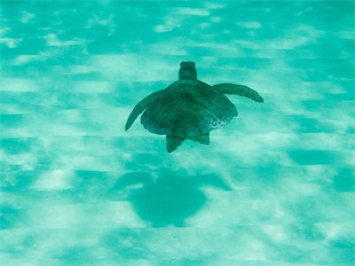 Hawksbill - Turtles are here
