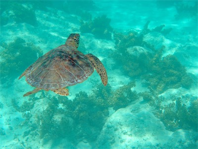 Hawksbill - Turtles are here