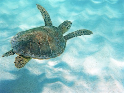 Hawksbill - Turtles are here