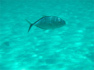 Jack Bay Point, Loblolly Bay, Anegada