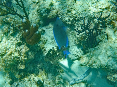 Jack Bay Point, Loblolly Bay, Anegada
