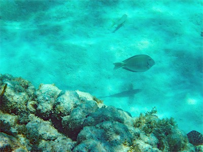 Jack Bay Point, Loblolly Bay, Anegada