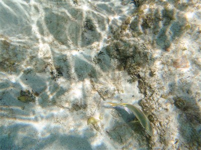 Jack Bay Point, Loblolly Bay, Anegada