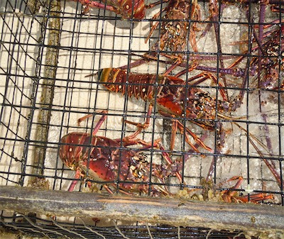 Loblolly Bay, Anegada Spiny Lobster