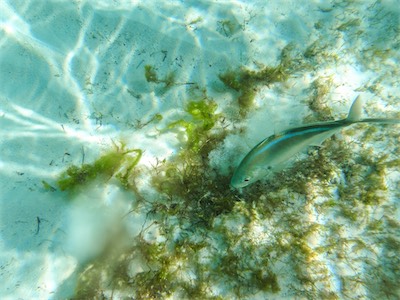 Jack Bay Point, Loblolly Bay, Anegada