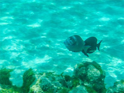 Jack Bay Point, Loblolly Bay, Anegada