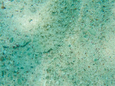 Jack Bay Point, Loblolly Bay, Anegada