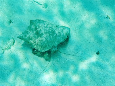 A conch, a sea snail. Jack Bay Point, Loblolly Bay, Anegada