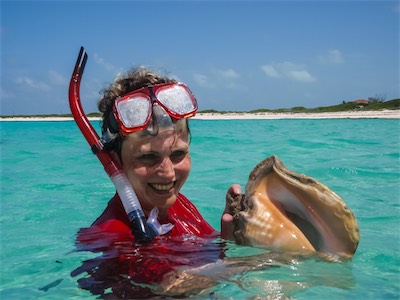 A conch, a sea snail. Jack Bay Point, Loblolly Bay, Anegada
