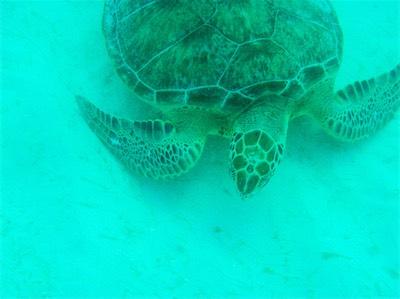 Loblolly Beach Anegada BVI, Hawksbill - Turtle