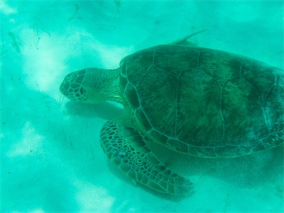 Loblolly Beach Anegada BVI, Hawksbill - Turtle