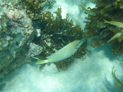 Jack Bay Point, Loblolly Bay, Anegada