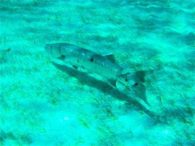 Great Barracuda (Sphyraena barracuda), Jack Bay, Anegada