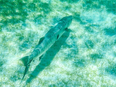 Great Barracuda (Sphyraena barracuda), Jack Bay, Anegada