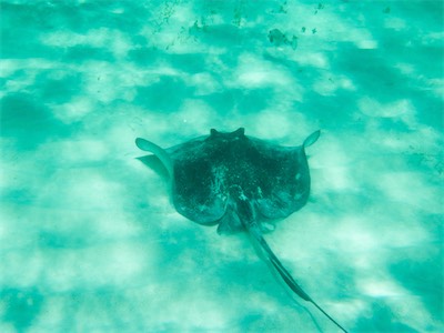 Southern Stingray (Dasyatis americana), Jack Bay, Anegada