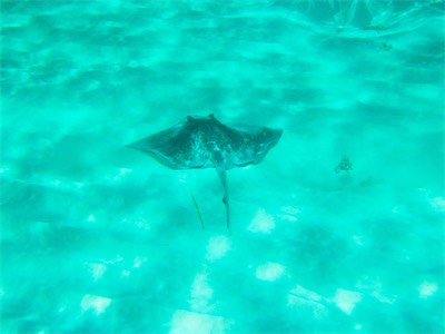 Southern Stingray (Dasyatis americana), Jack Bay, Anegada