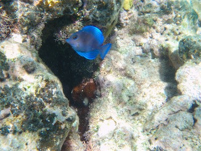 Jack Bay Point, Loblolly Bay, Anegada