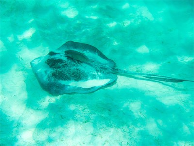 Southern Stingray (Dasyatis americana), Jack Bay, Anegada