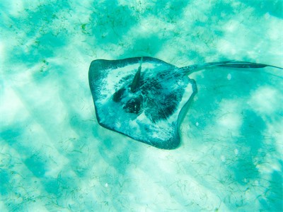 Southern Stingray (Dasyatis americana), Jack Bay, Anegada