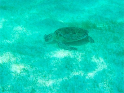 Hawksbill - Turtle, Jack Bay, Anegada