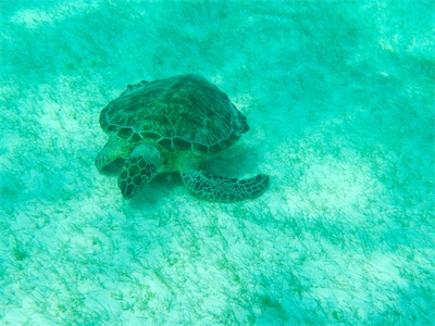 Hawksbill - Turtle, Jack Bay, Anegada