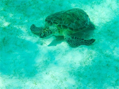 Hawksbill - Turtle, Jack Bay, Anegada