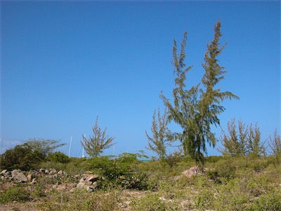 Pomato Point, Anegada