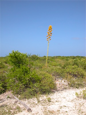 Anegada
