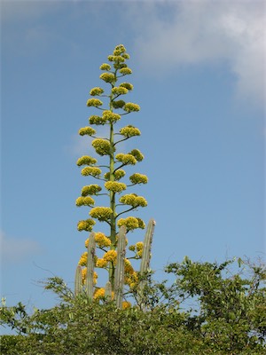 Anegada