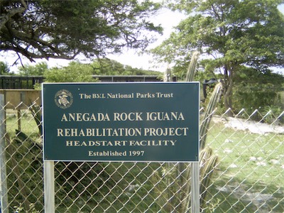 Anegada Rock Iguana Headstart Facility