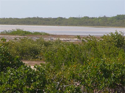 Flamingos at Flamingo Pond Lookout