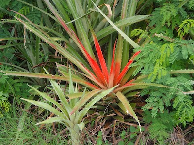 Bromelia Pinguin, Jost van Dyke