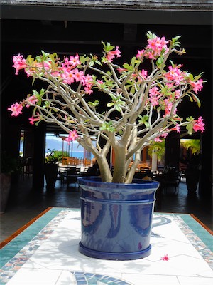 Tradewinds Restaurant, Peter Island Resort, BVI