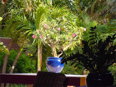 Tradewinds Restaurant, Peter Island Resort, BVI