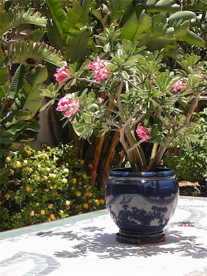 Tradewinds Restaurant, Peter Island Resort, BVI
