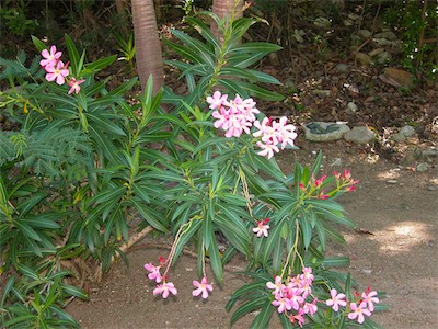 peter_island_gallery_2007_021.jpg