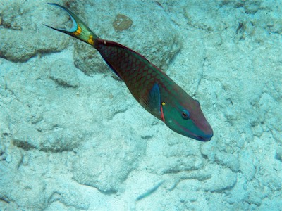 Parrot fish, Sandy Spit, BVI