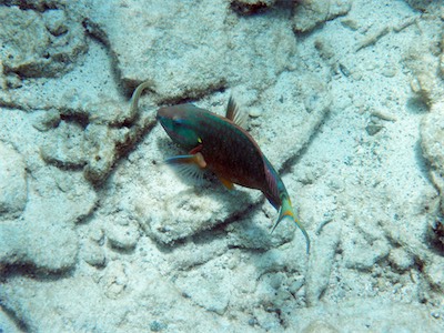Parrot fish, Sandy Spit, BVI