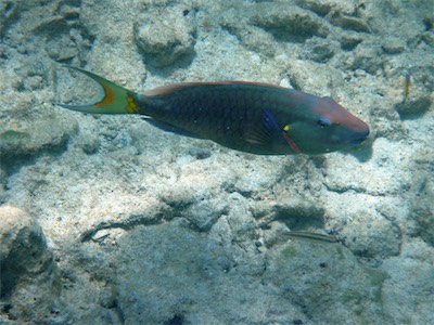 Parrot fish, Sandy Spit, BVI